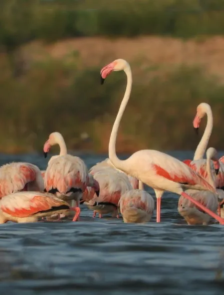 Flamingo Watching