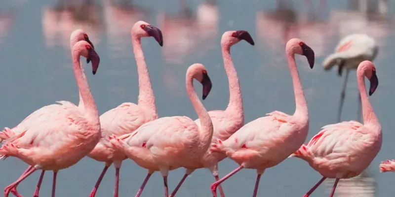 Flamingo Watching