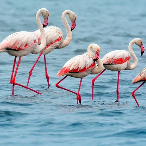 Flamingo Bird Watching